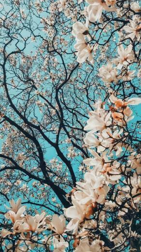 Fondo Rbol Florido Flores Background Flowers