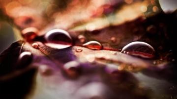 Fall Leaves And Raindrops Autumn Nature Wallpaper Pre