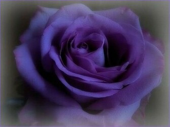 Beautiful Purple Rose Wallpaper