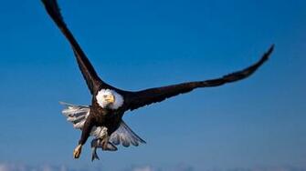 Bing Eagle Wallpaper HD S