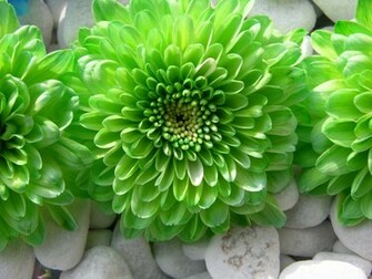 Green Flower Wallpaper Jpg