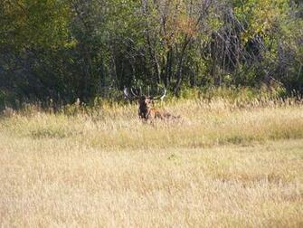 Monster Elk Bull