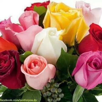 Color Rose HD Image Colourful New