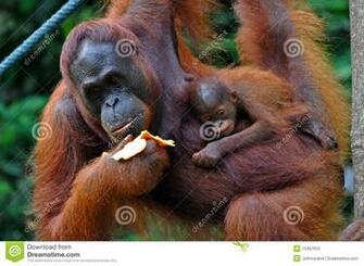 Baby Orangutan Pictures HD Wallpaper Pretty