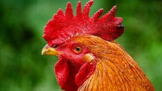 Rooster Full HD Wallpaper And Background Id