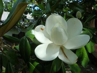 Magnolia Blossom Wallpaper Image Paos Pictures And Background