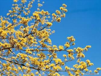 Wallpaper Flower Spring