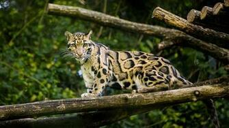 Clouded Leopard Wild Cat Wallpaper