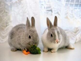 Horse Of Course And Rabbits Too Pictures Cute Baby Bunnies