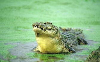 Animal Crocodile Wallpaper