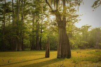Swamp At Dusk In The Atchafalaya Basin Bayou Sorrel Louisiana