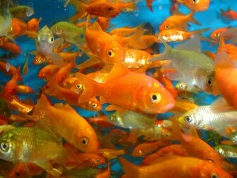 Gold Fish Wallpaper