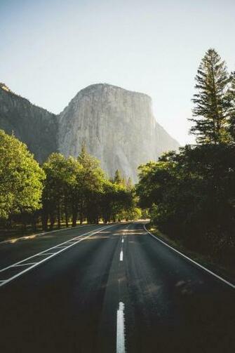 Arboles Background Background Bosque Fondo Image