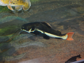 Fish iPhone Wallpaper