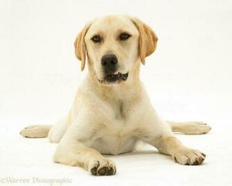 Yellow Labrador Puppy HD Wallpaper Car Pictures