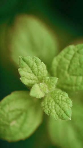 Plant Flower Top iPhone Wallpaper