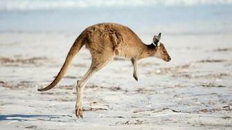 Kangaroo Wallpaper Image Photos Pictures Background