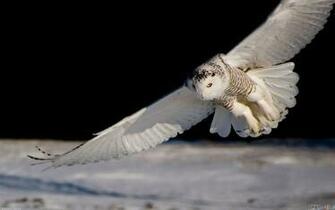 White Owl Wallpaper