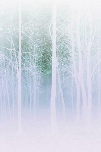 Apple Wallpaper Foggy Forest White iPhone4 Photo HD
