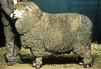 Corriedale Sheep HD Wallpaper