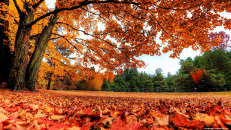 X Autumn Wallpaper
