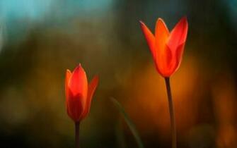 Huge Wallpaper Bundles Windows Official Flower