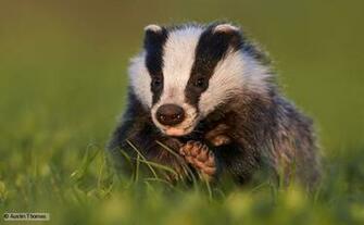 Badger Screensaver