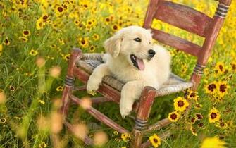 Dogs Puppy