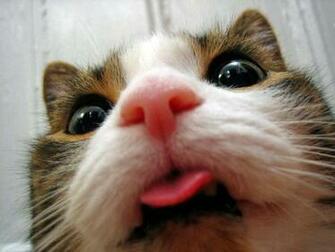 Derpy Cats Photo