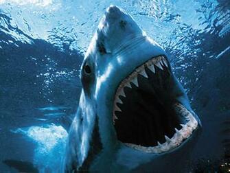 Its The Most Wonderful Time Of Year Shark Week