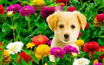 Puppy Flower