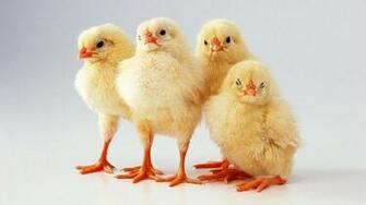 Chickens Computer Wallpaper Desktop Background Id