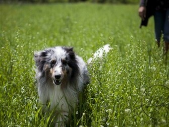 Sheltie Breed Dog In The High Grass Wallpaper And Image