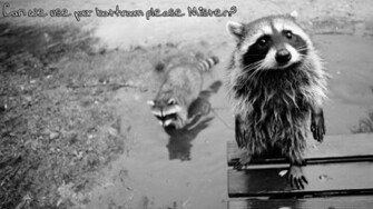 Animal Raccoon Wallpaper