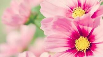 Hawaiian Flowers Wallpaper