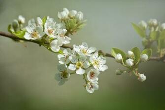 Apple Blossom Wallpaper