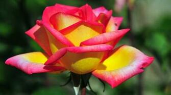 Pink And Yellow Rose Meaning Wallpaper HD