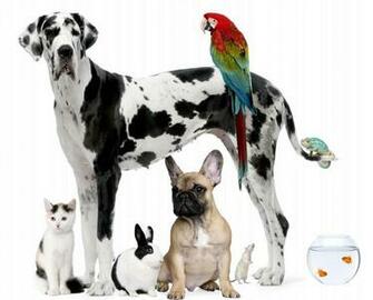 Stuffpoint Animals Home Pets Image Wallpaper Background Pic Tweet