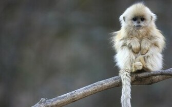 Cute Monkey The Art Mad Wallpaper