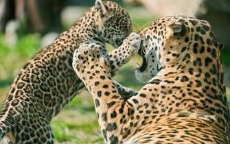 Jaguar Facts The Garden Of Eaden