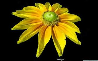 Bright Yellow Flower Wallpaper