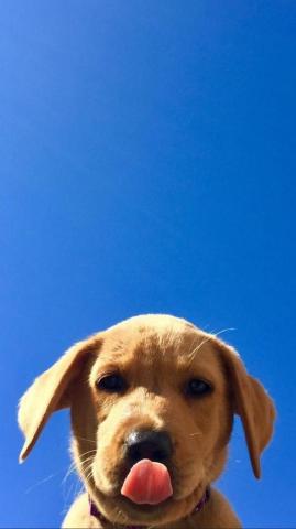 Dog Wallpaper Are Added Beautiful And Cute Dogs For