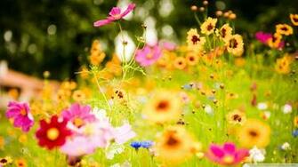 Hawaiian Flower Background