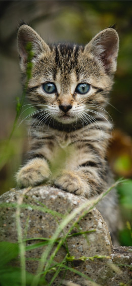 Cats iPhone Wallpaper