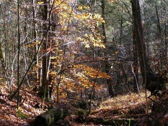 Mossy Oak Camouflage Desktop Wallpaper Logs Dark Tree Trunks