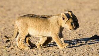 Lion Cubs Wallpaper Animal