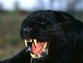 World Image Gallery Black Panther