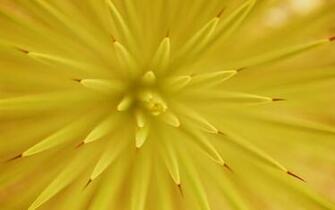 Flowers Yellow Flower Wallpaper Full Screen For Mac Os X Tiger Html