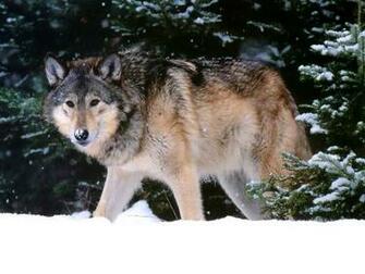 Wolf Screensaver Screensavers