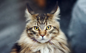 Maine Coon Wallpaper Pictures